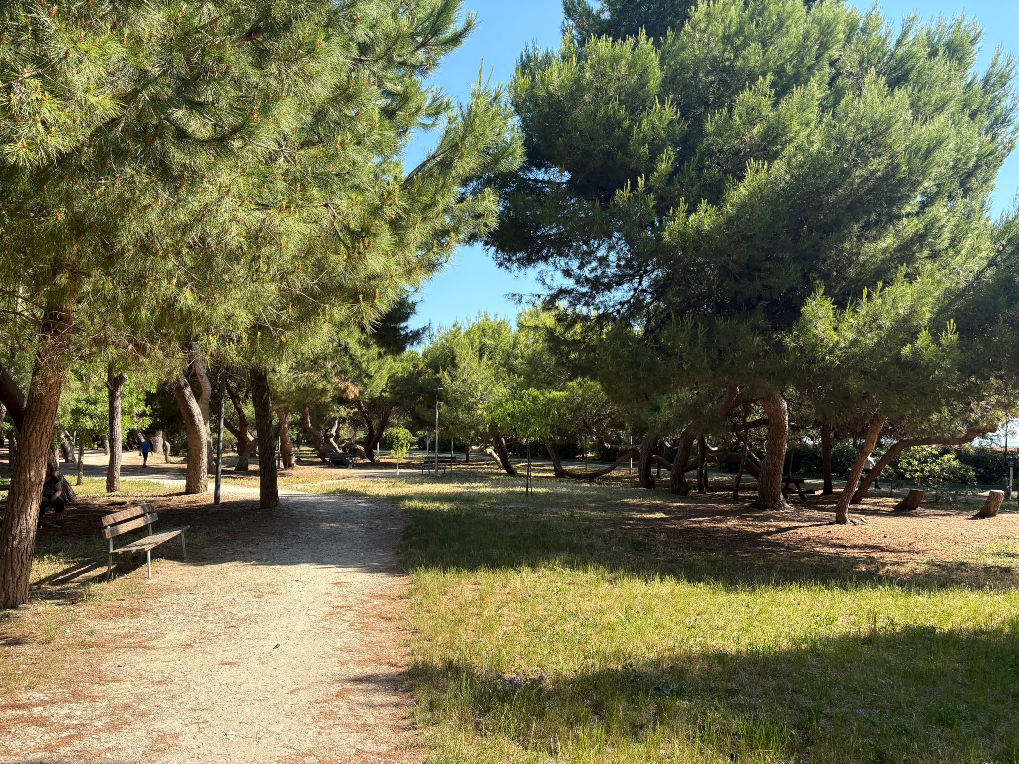 Pineta