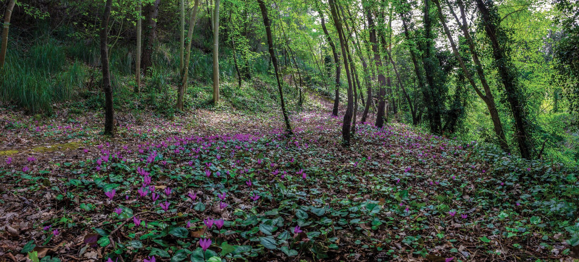 Tra Torre di Palme e il Bosco del Cugnolo